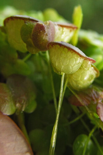 Lemna gibba (Gibbous Duckweed) — photo