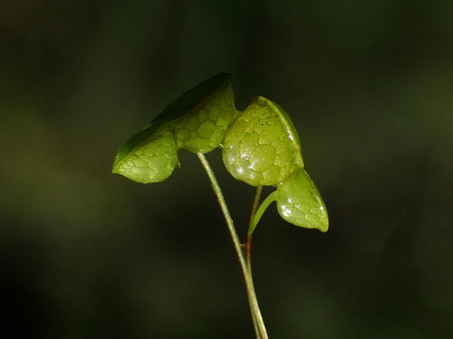 Lemna gibba