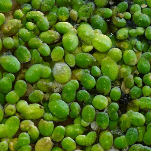 Lemna minor (Duckweed) — photo