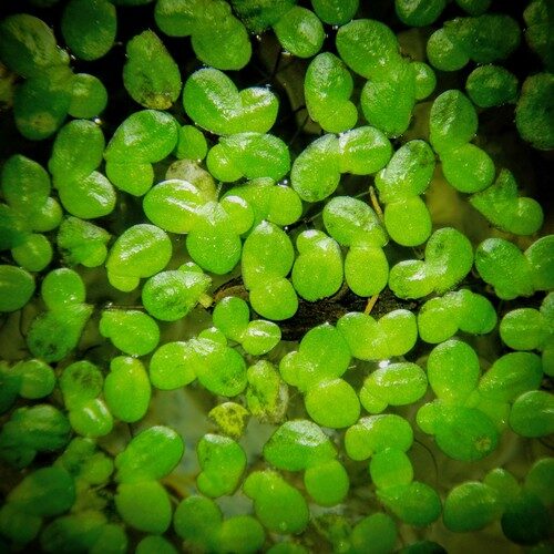 Lemna minor (Duckweed) — photo
