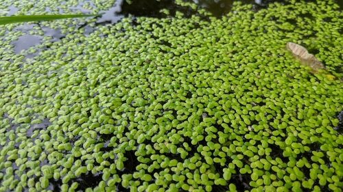 Lemna minor