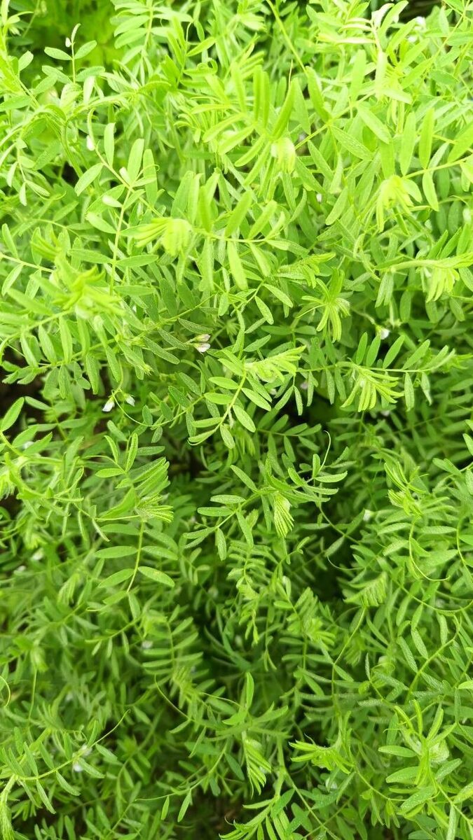 Lens culinaris (Lentil) — photo