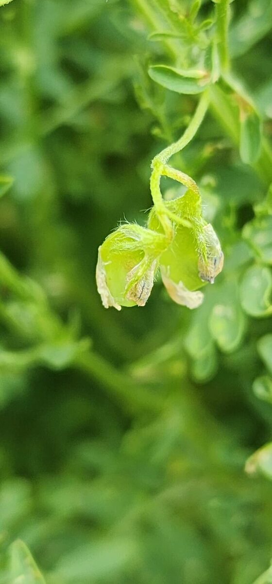 Lens culinaris (Lentil) — photo