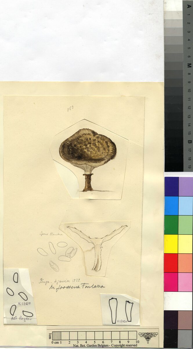 Lentinus brunneofloccosus