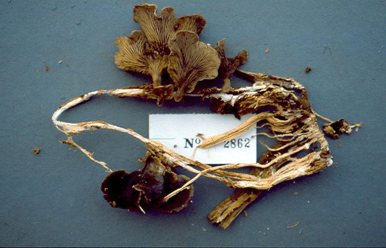 Lentinus prolifer