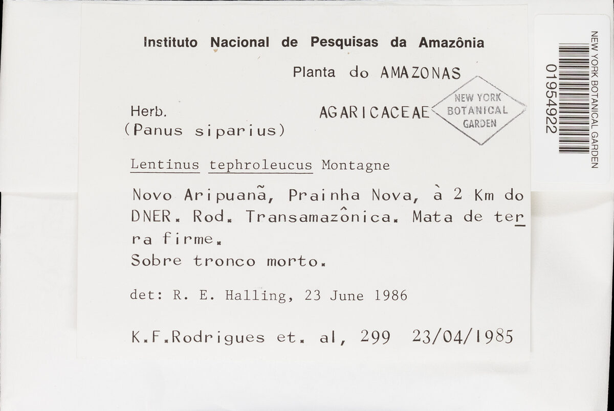 Lentinus tephroleucus — photo