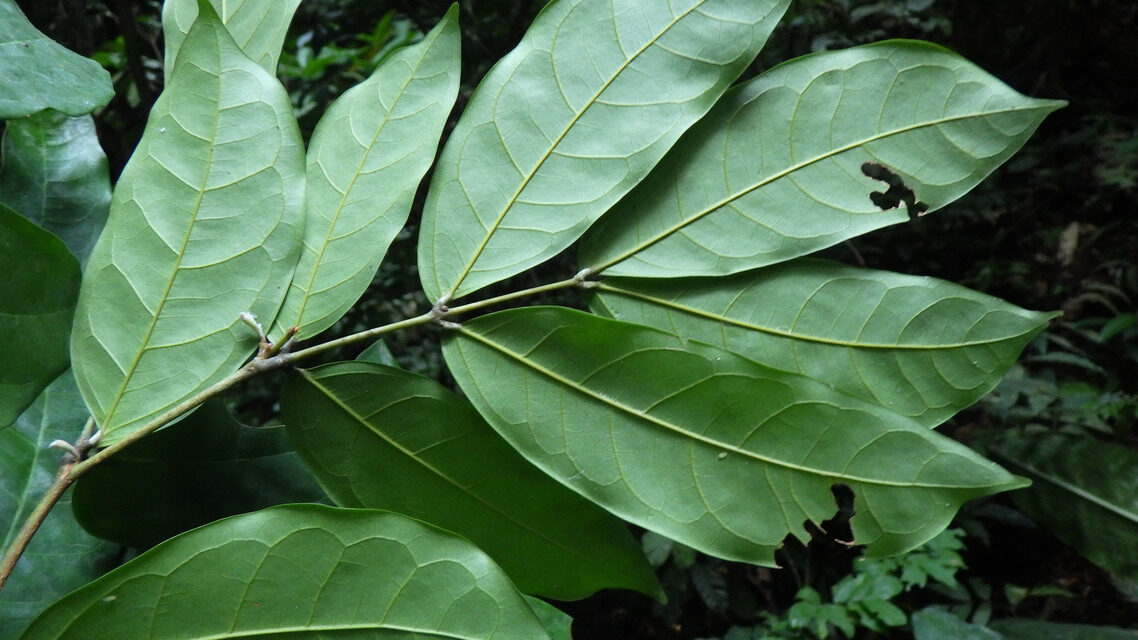 Leonardoxa africana — photo