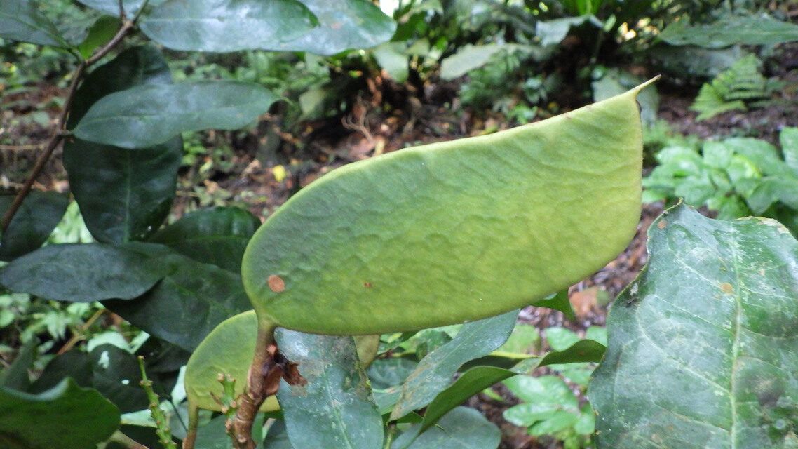 Leonardoxa africana — photo