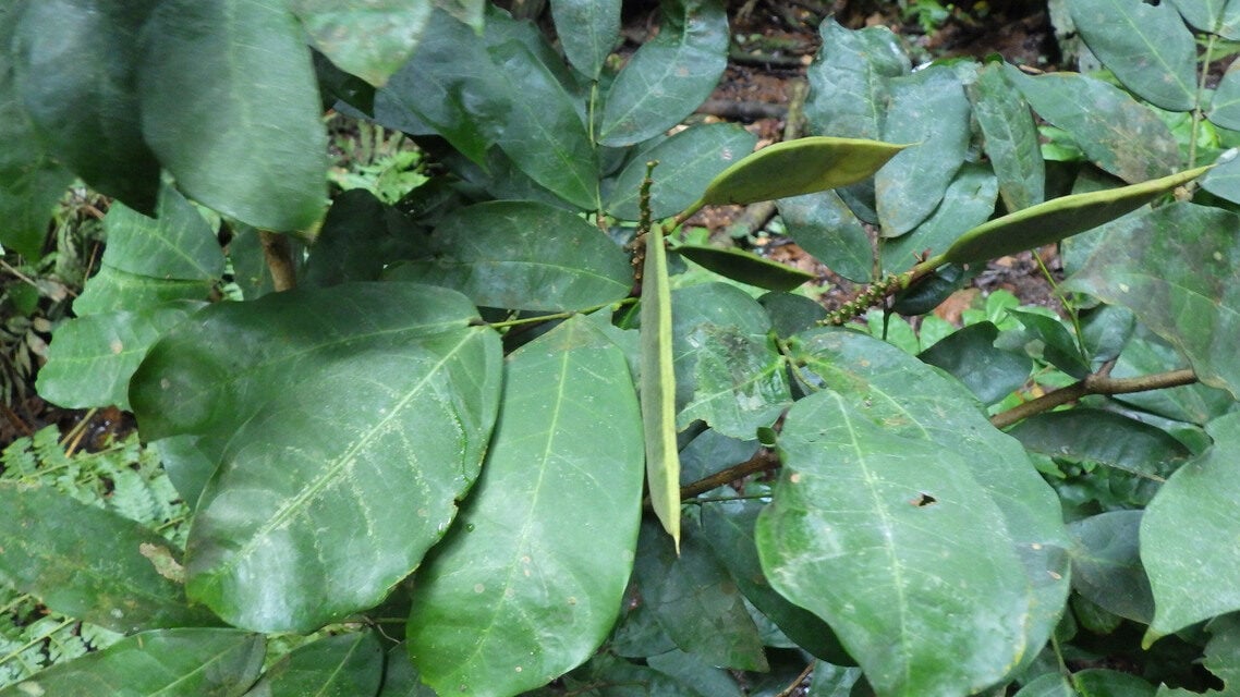 Leonardoxa africana