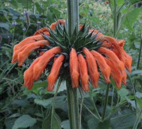 Leonotis leonurus (Lion's ear) — photo
