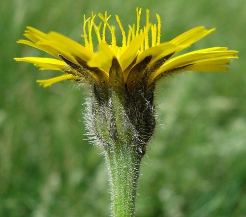 Leontodon hispidus (Rough Hawkbit) — photo