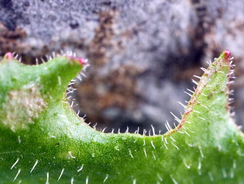 Leontodon hispidus (Rough Hawkbit) — photo