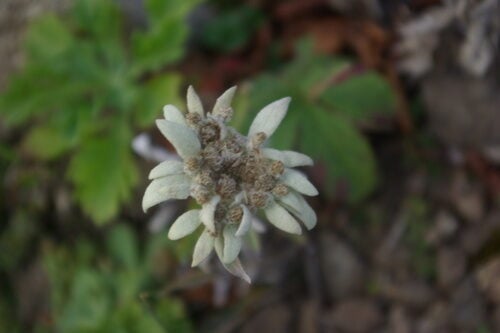 Leontopodium discolor