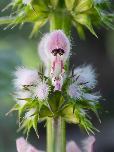 Leonurus cardiaca (Motherwort) — photo
