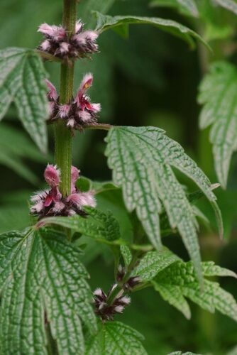 Leonurus cardiaca (Motherwort) — photo