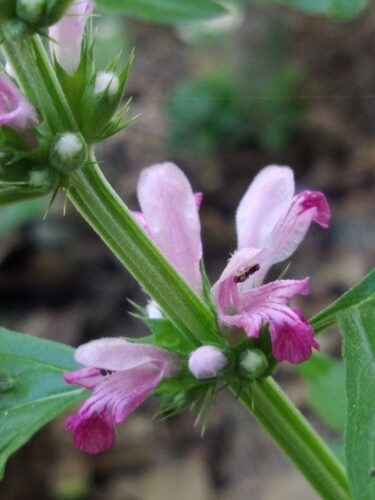 Leonurus sibiricus (Chinese Motherwort) — photo