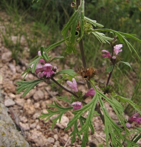 Leonurus sibiricus (Chinese Motherwort) — photo