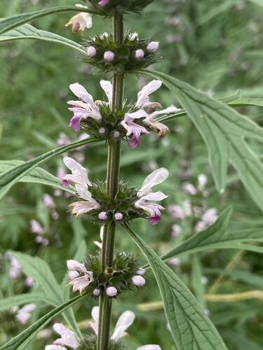 Leonurus sibiricus
