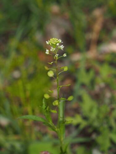 Lepidium apetalum — photo