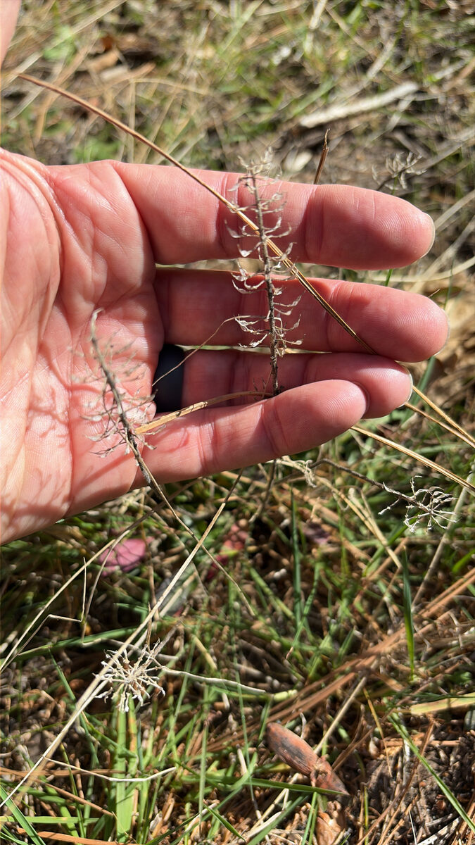 Lepidium campestre - (L.)R.Br. (Pepperwort) — photo