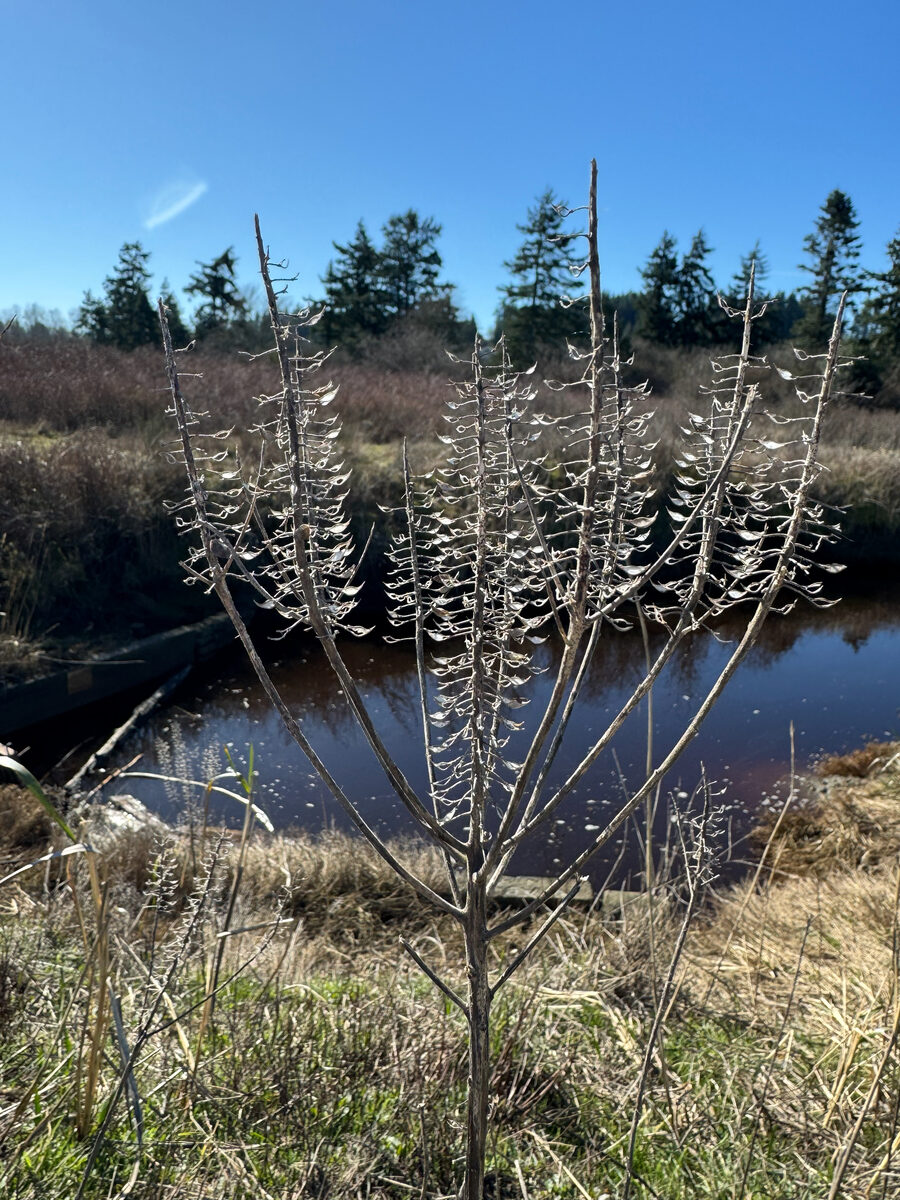 Lepidium campestre - (L.)R.Br. (Pepperwort) — photo