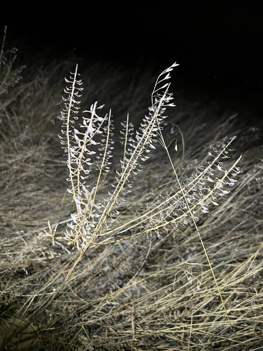 Lepidium campestre - (L.)R.Br.