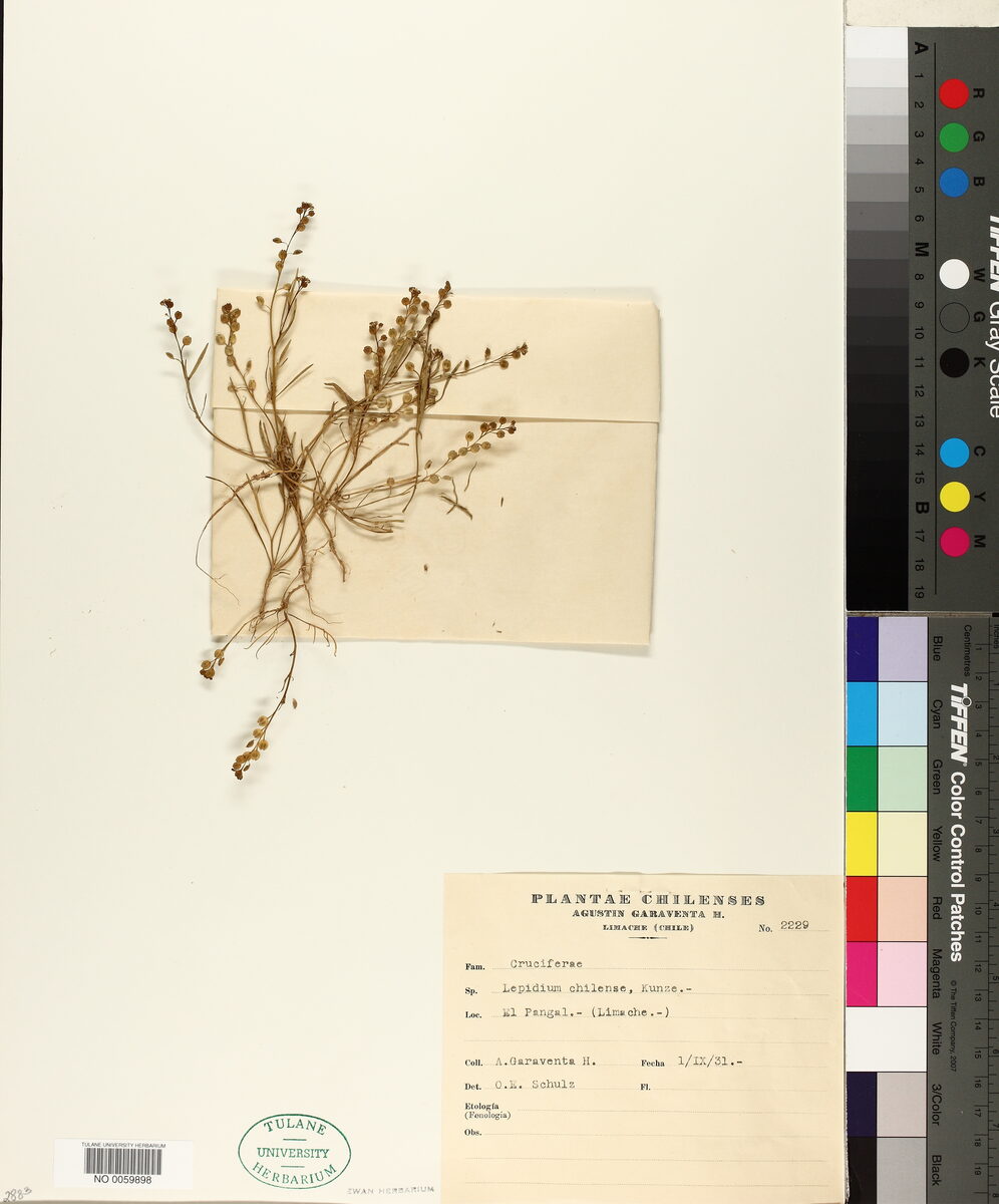 Lepidium chilense — photo