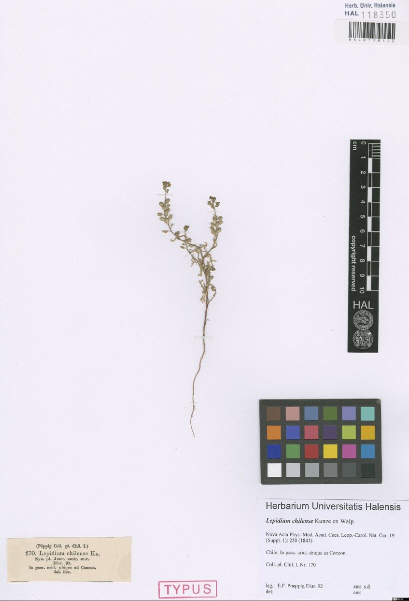 Lepidium chilense — photo