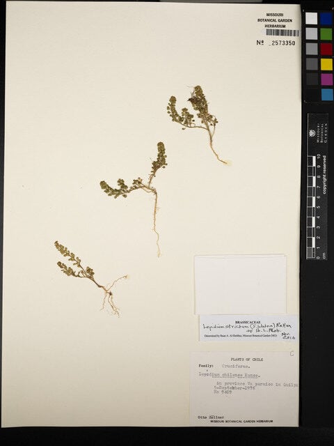 Lepidium chilense