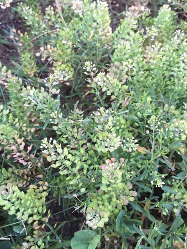 Lepidium densiflorum (Common Pepperweed) — photo