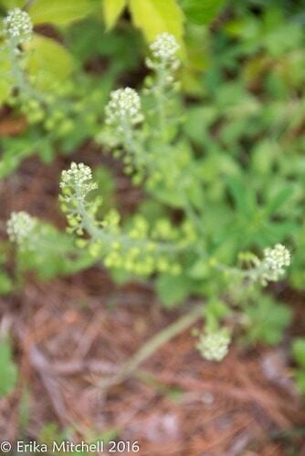 Lepidium densiflorum (Common Pepperweed) — photo