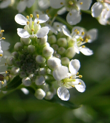 Lepidium fremontii (Desert Pepperweed) — photo