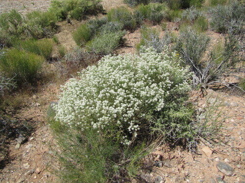 Lepidium fremontii (Desert Pepperweed) — photo