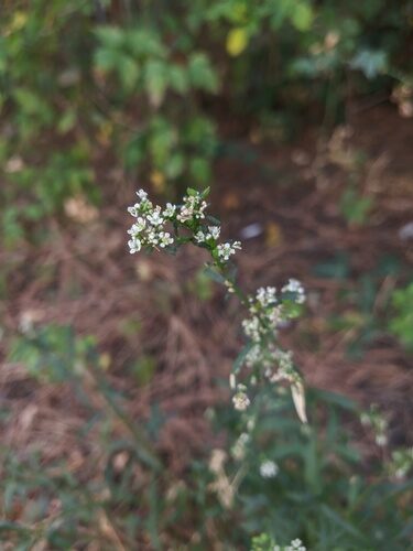 Lepidium graminifolium (Grassleaf pepperweed) — photo