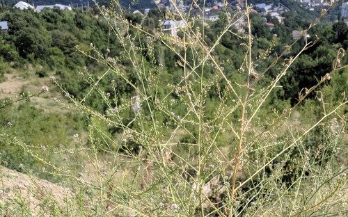 Lepidium graminifolium (Grassleaf pepperweed) — photo