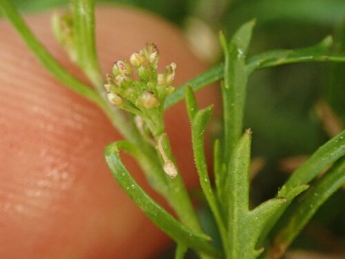Lepidium hyssopifolium (Hyssopleaf pepperweed) — photo