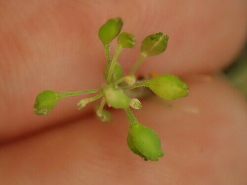 Lepidium hyssopifolium (Hyssopleaf pepperweed) — photo