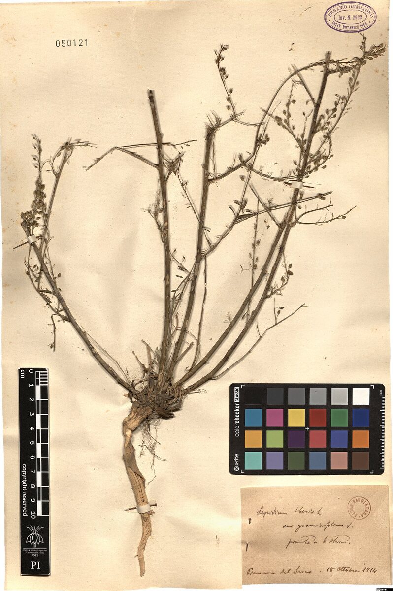 Lepidium iberis — photo