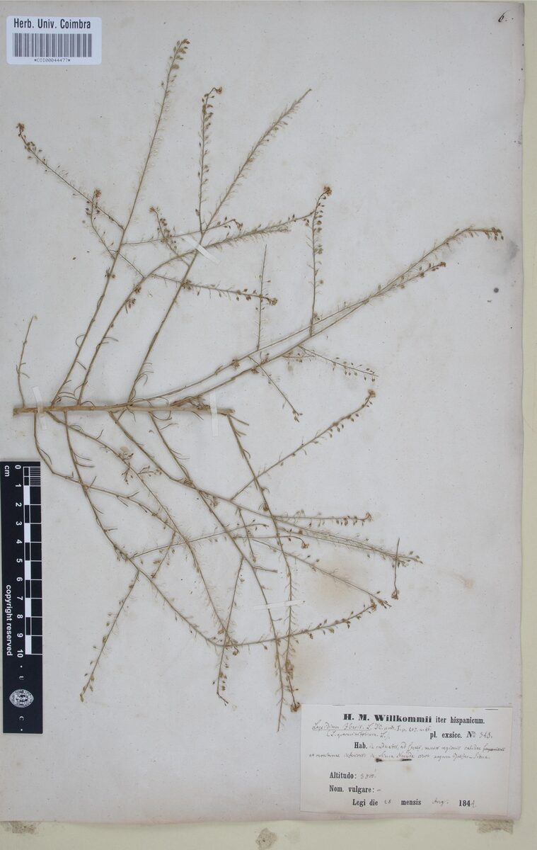 Lepidium iberis — photo