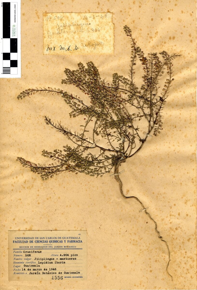 Lepidium iberis