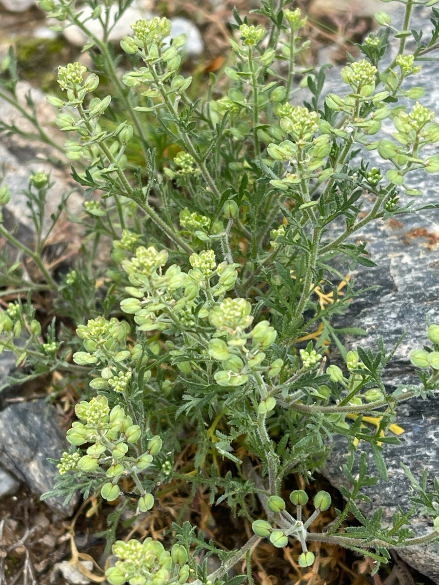 Lepidium incisum — photo