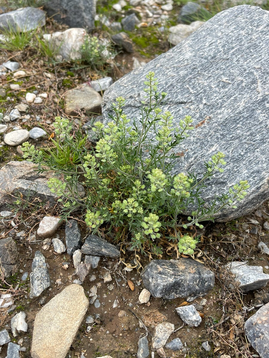 Lepidium incisum