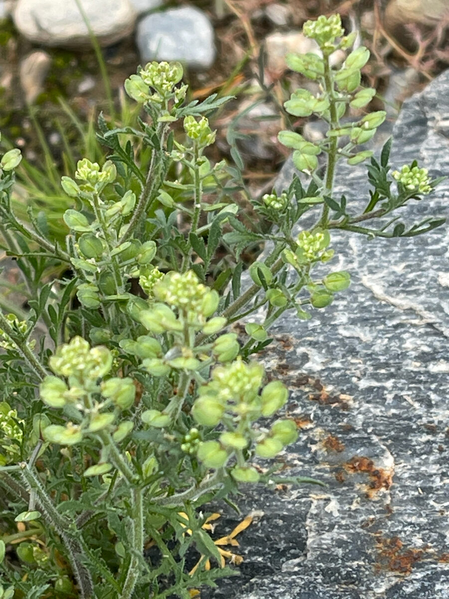 Lepidium intermedium — photo
