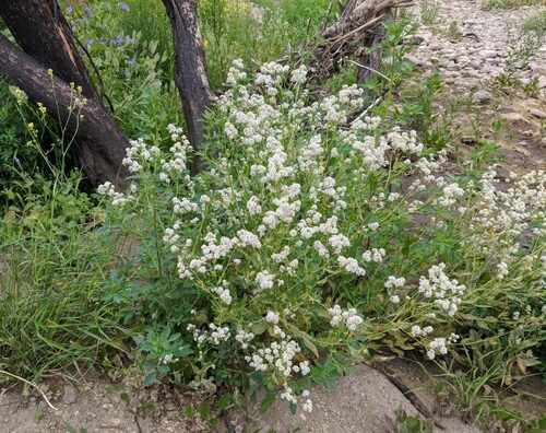 Lepidium latifolium (Dittander) — photo