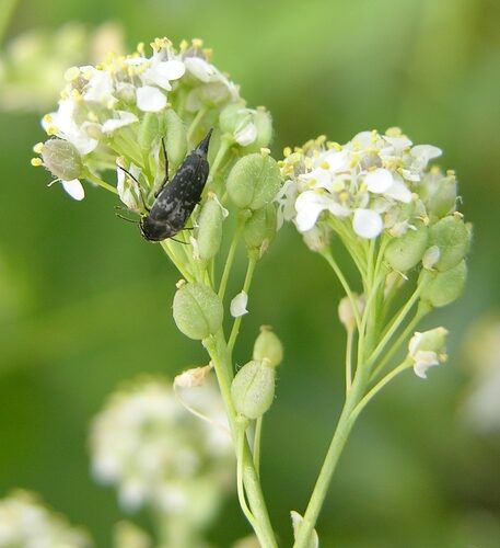 Lepidium latifolium (Dittander) — photo
