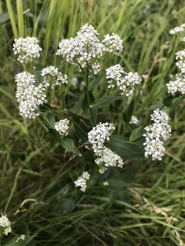 Lepidium latifolium