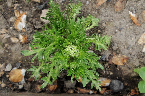 Lepidium meyenii (Maca) — photo