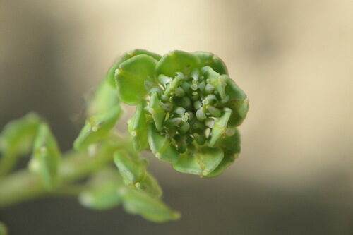 Lepidium meyenii (Maca) — photo