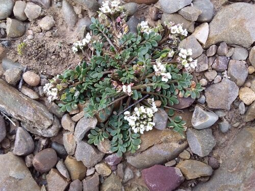 Lepidium meyenii