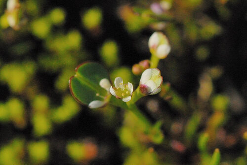 Lepidium nitidum (Shining Pepperweed) — photo
